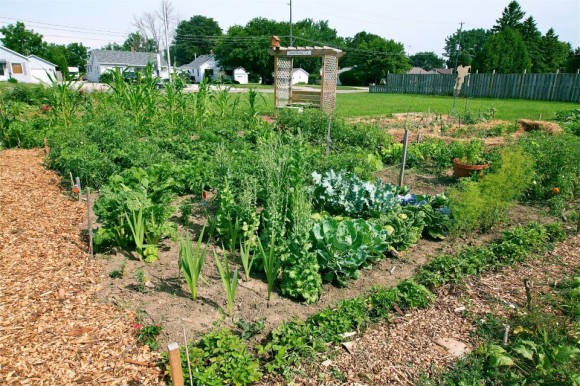 Community Gardens | Lets Talk Food